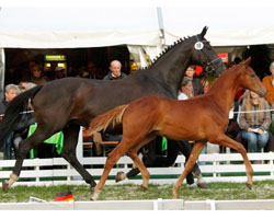 Tudor von Iskander war das teuerste Fohlen bei der Trakehner Fohlenauktion in Hannover. Foto: Lafrentz Tudor von Iskander war das teuerste Fohlen bei der Trakehner Fohlenauktion in Hannover. Foto: Lafrentz